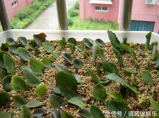 盆栽|这6种花只用一片叶子就能繁殖出一大盆,根本不用花钱买!