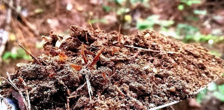 养花省钱高招：怎么利用养过花的土壤继续养花？