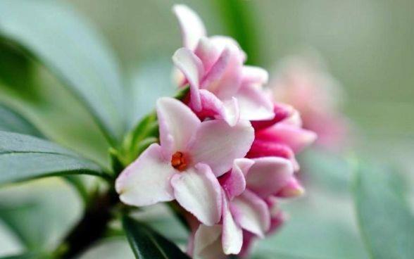 几款花卉养在家里,冬天一样开花,花色繁多易爆盆,娇艳欲滴