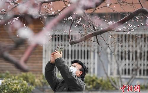 老年|北京街头山桃花开放 吸引市民驻足观赏