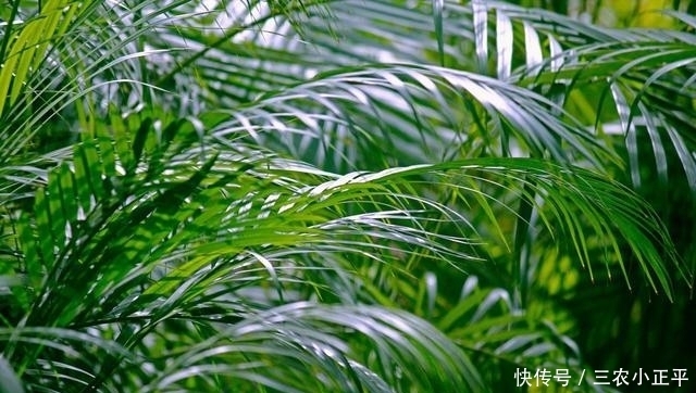 吸附灰尘的6种植物