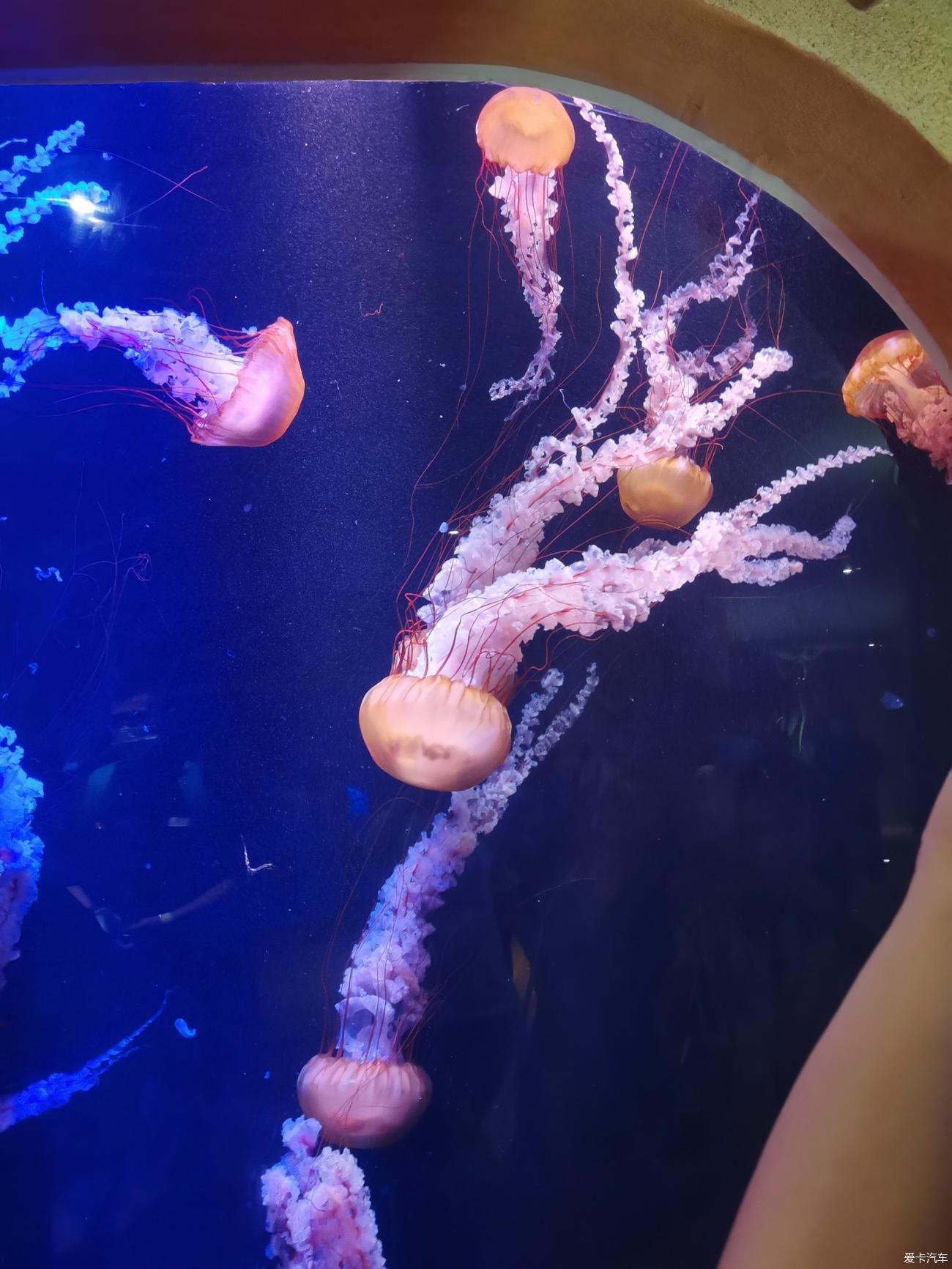 水族馆|游亚特兰蒂斯水族馆