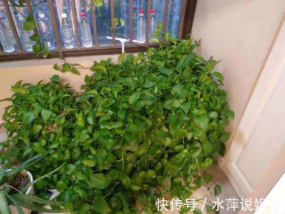 若是绿萝长得缓慢,只需1个方法,拼命长成绿胡须爷爷