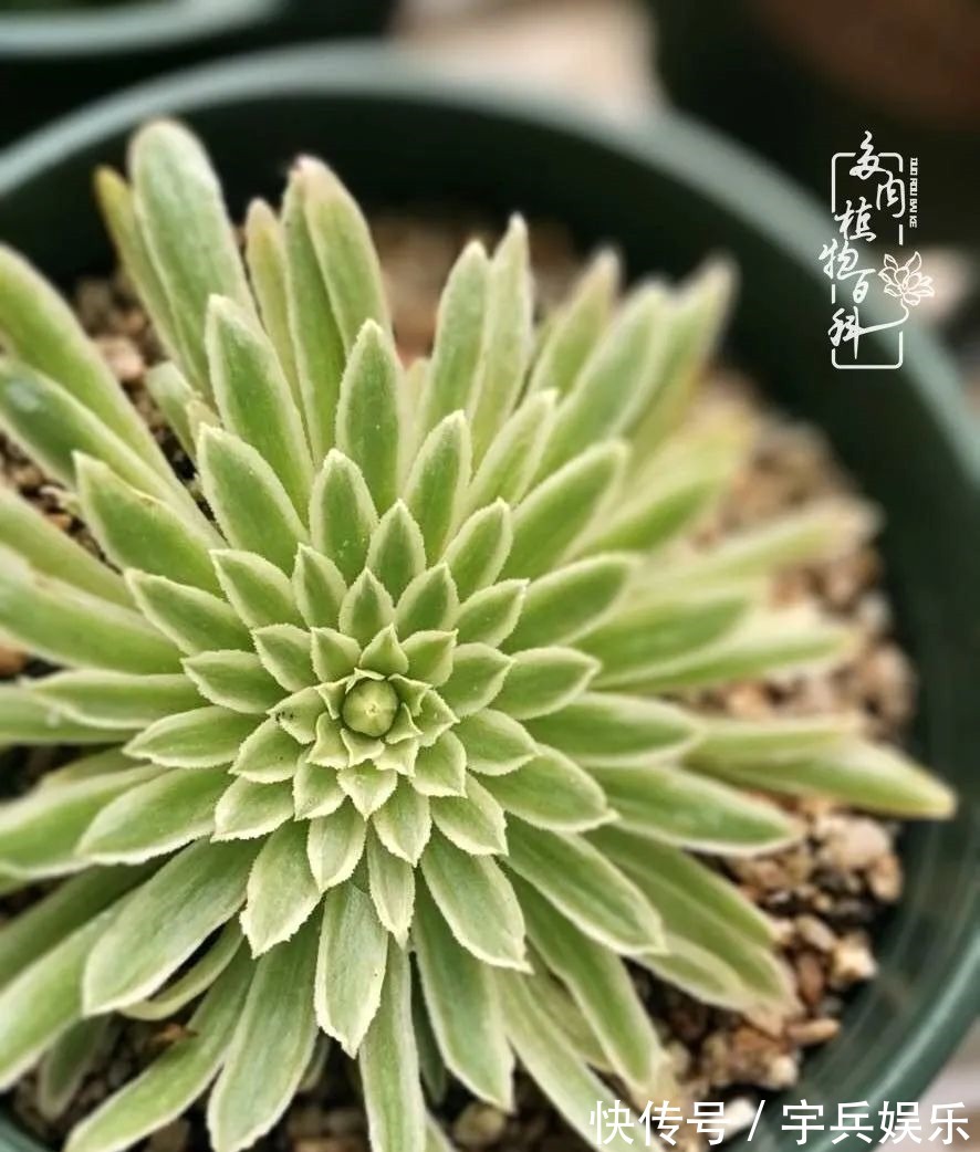 多肉植物|养多肉三年多九万里悟道,终归诗酒田园!