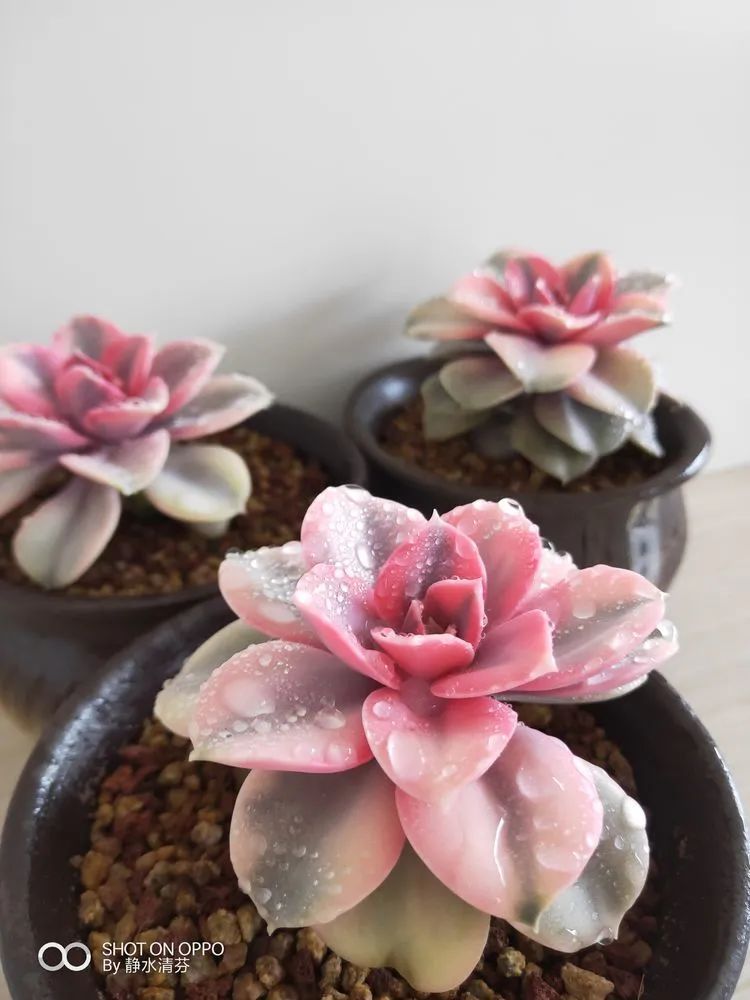 状态一般的多肉们，在我这儿已经是最美的存在了！