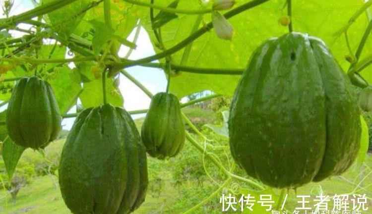 食物|谁吃谁好的食物，不可忽略，活血滋阴，排毒润肠，身体更好