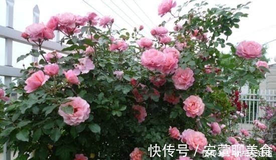 丰花月季|此款盆栽绿植,花美若牡丹,四季开花,还很好养,南方北方都能种!