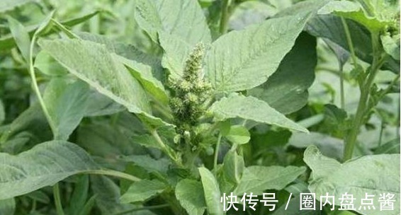 野菜|农村“最憋屈”的几种野菜，明明全身都是宝，却总是被人忽视掉