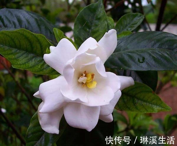 利用|养花旧土再利用，变成养花肥土，啥花都砰砰开花