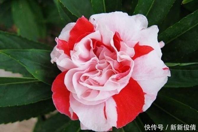 爆盆|有钱人都养4种花,开花爆盆花期长,花大色艳真漂亮,谁养谁上瘾