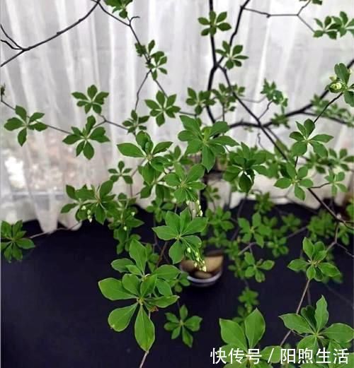 在家养4种大型观叶绿植,把家里变成天然氧吧,大大提升空气质量