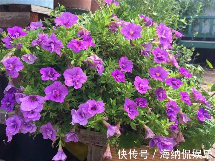 枝条|急性子养的6种花，长的快、爆花多，1盆能开大半年！