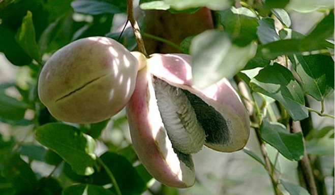 灌木丛|农村十大美味野果，吃过4种算你厉害，全吃过的几乎没有人