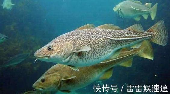 鳕鱼|宝宝吃鱼会变聪明,但吃法有讲究,这4种鱼被列入黑名单,慎吃