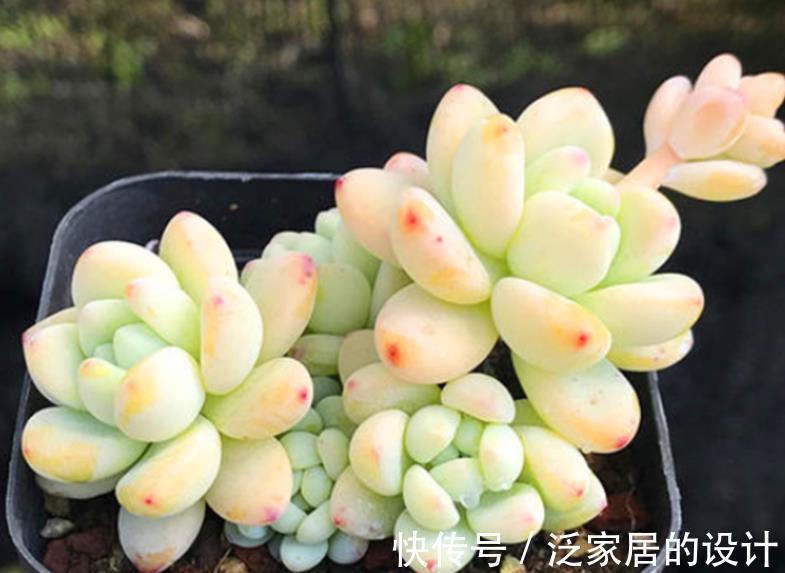 多肉|这5款多肉一点都不输花卉，勺状叶排序如娇花，还能散发出幽香