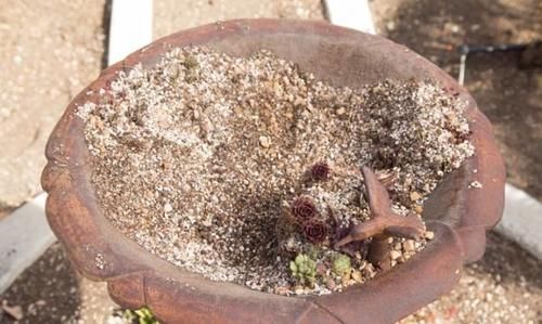 夏季来临前，多肉植物这5个养护技巧要注意多学习