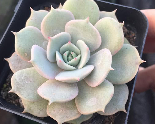 多肉露娜莲多彩优雅,教你3个小妙招,盆栽出最绚烂的露娜莲