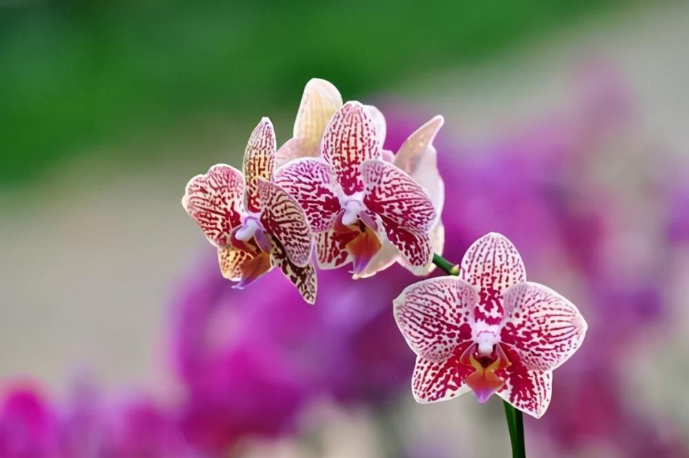 植株|这3种花养一盆就上瘾,枝条贼好扦插,一盆能生好几盆