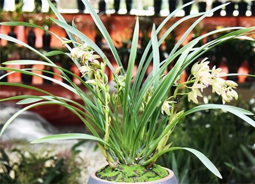 根系|冬天养兰花,要正确浇水,小心伤了“根本”,花期不开花