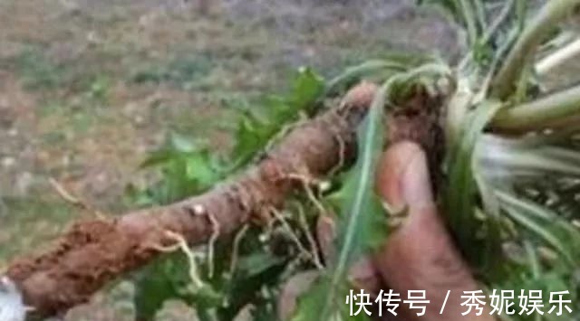 农村|杂草中的一种草,被称为“救命草”20年前当菜吃,如今有价无市!