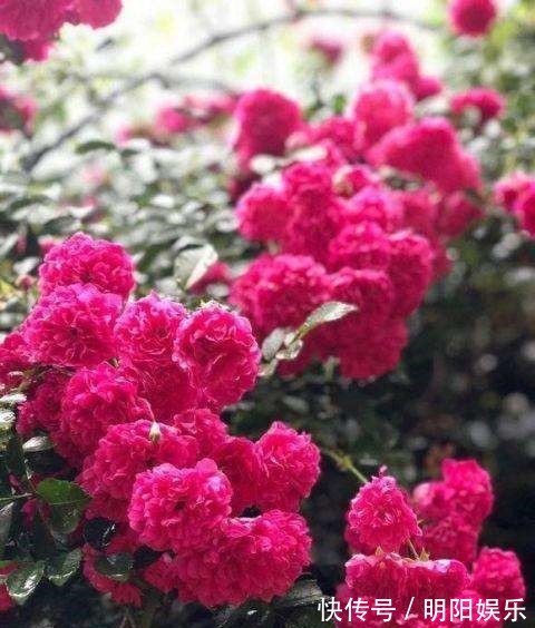 它是“开花王”,花色美艳一开90天,花量大,养1棵就开成花海