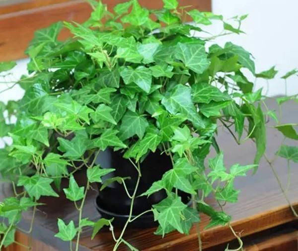 “3种花”养客厅,大气、上档次,吸“甲醛”效果好,空气清新