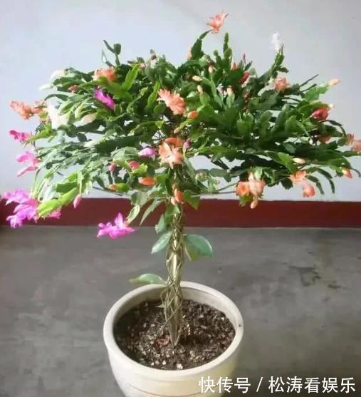 叶片|蟹爪兰养不好,用此“神木”一嫁接,快速爆满芽,开成“花树”