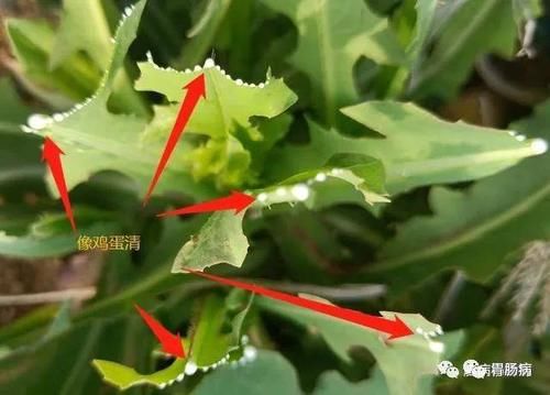 蒲公英——献身喜作医人药，无意芳名遍万家