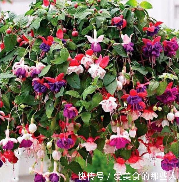 吉祥|4种旺运花,吉祥添富贵,给点水就疯长,全年开花不断