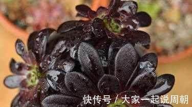 肉质|想要养多肉，又怕养死，这几种多肉好看又好养