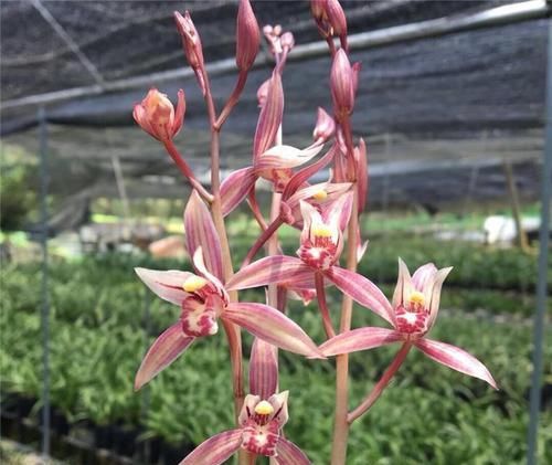  新手|建兰经典色花铭品“市长红”，花色鲜艳，香味持久，新手养兰必备