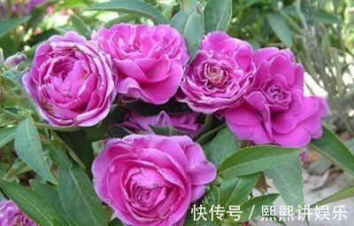 此花,比茉莉好看,比月季开花多,层层叠叠似牡丹,能开300天