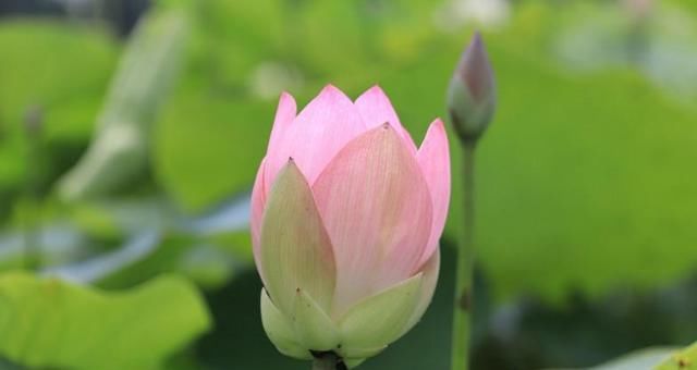 有望|十月份，缘分与桃花来之不易，有望在2020年结婚的四大生肖！