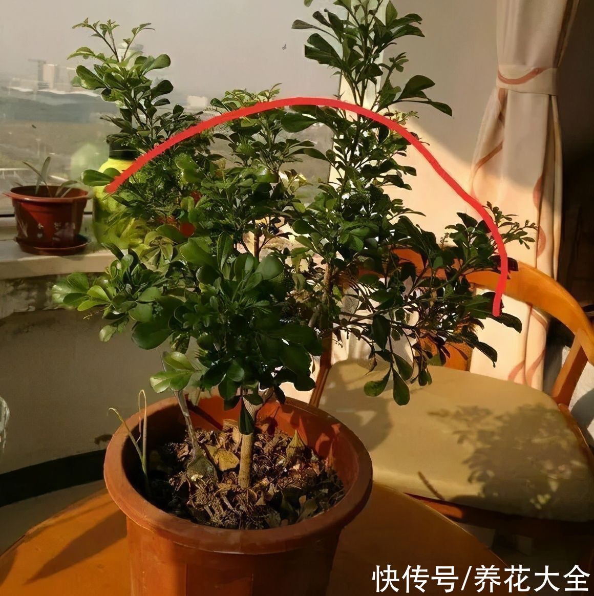 3月是给花剃头的好时机，现在狠心剪，下月就开花