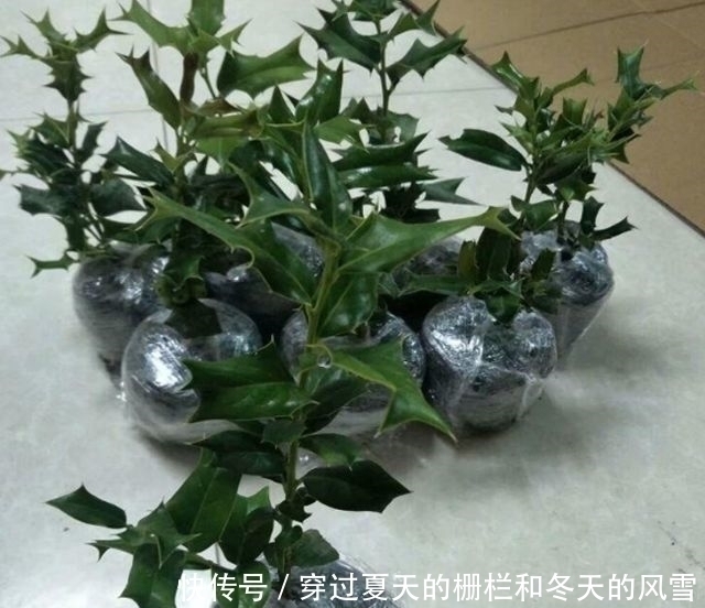 叶子长|鸟见此树不停留，人见此树就绕开，但价值很高，俗称“鸟不宿”