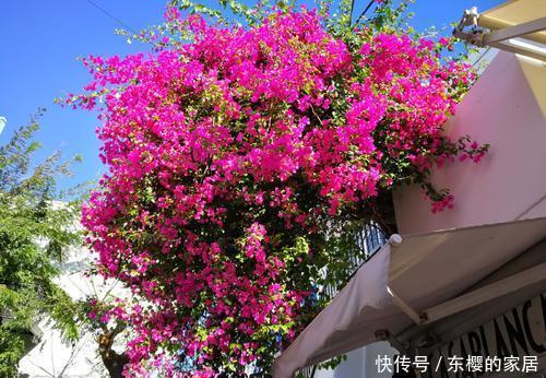 值得|6种漂亮花,花期长好养护,花朵大颜值高,值得拥有!