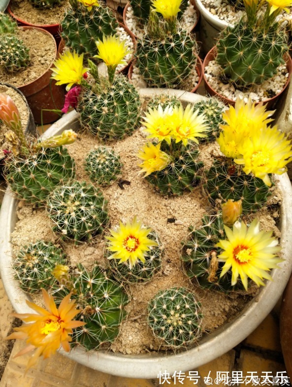 开花的仙人球,刷一下、结籽千千万,撒土里冒一盆苗!