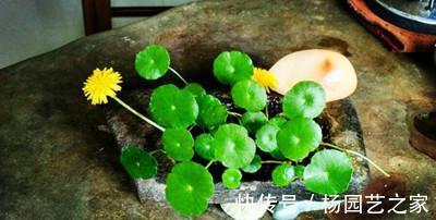 窝窝|换个石头窝窝来养铜钱草，铜钱草更加茂盛了，你清楚嘛