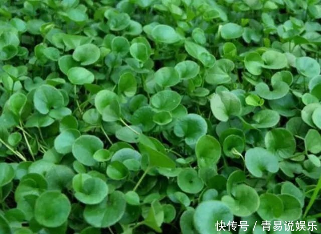 农民|农田里的野草，农民当杂草除，城里卖8元一斤，是上好野菜！