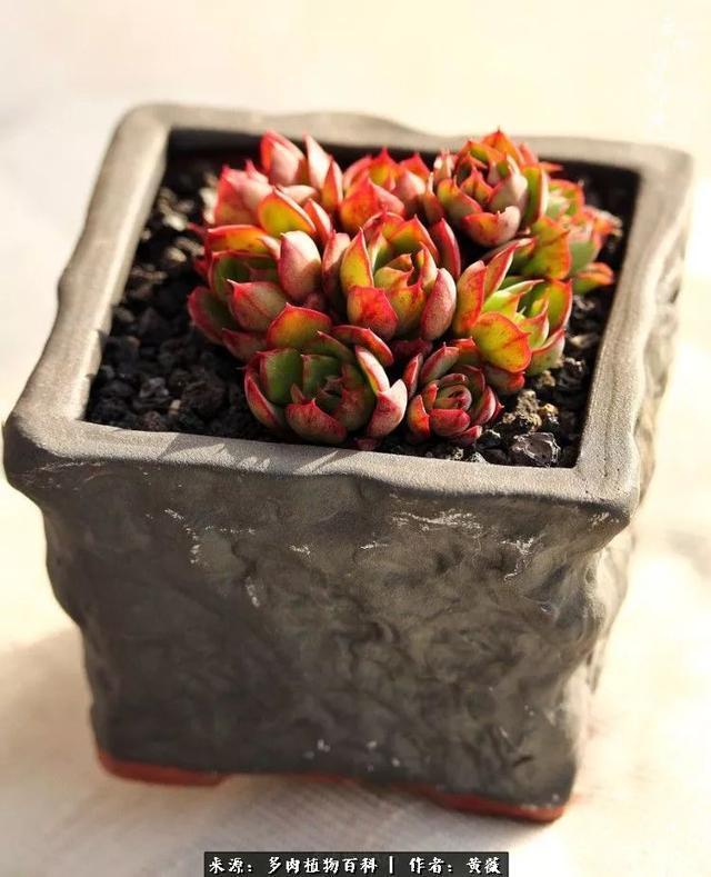 养了三年多肉，终于明白佛系养肉才是王道！