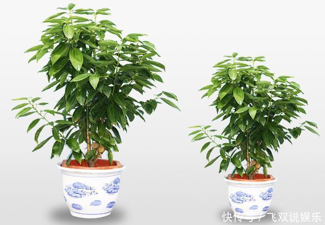 家里放什么植物最好其实有这5种就足够了！你家放了吗