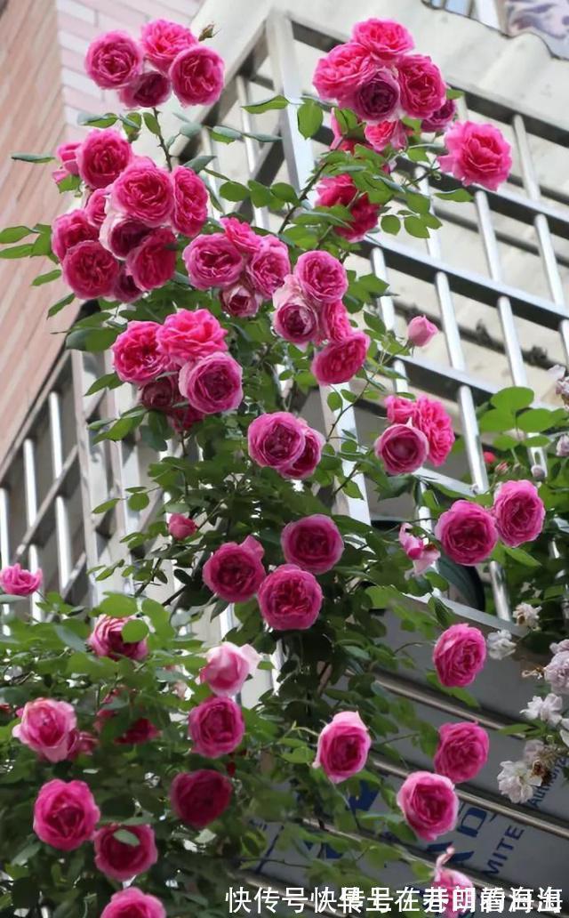 天冷|天冷了,15种漂亮花喜欢“大太阳”,多晒长得壮,花更多