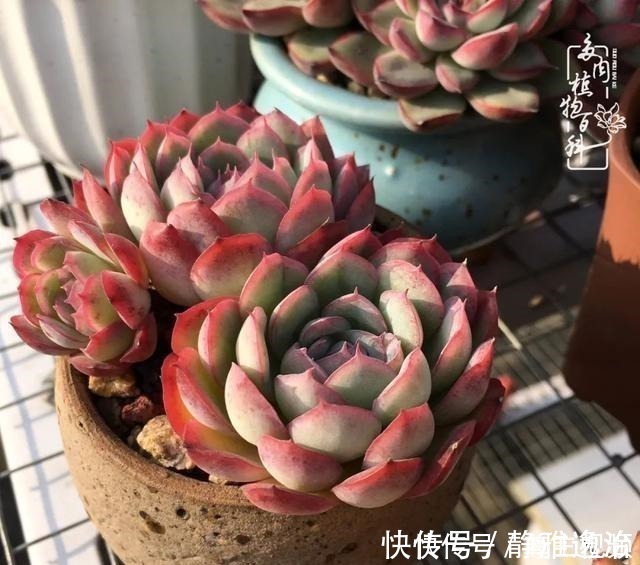 静夜|养多肉三年多，初见惊鸿！累并快乐着！养多肉三年多，初见惊鸿！累并快乐着！