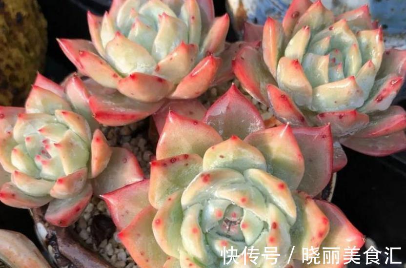 养肉先养根,教你3个小技巧,学会了根系健壮长势旺