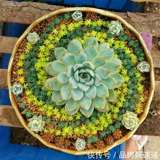 多肉拼盘玩一次就上瘾，这些创意拼法，你一定喜欢
