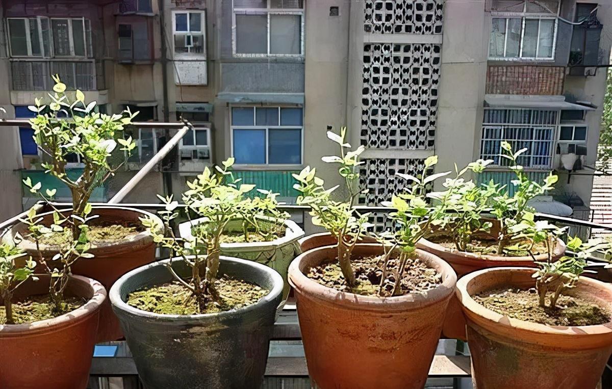 菜市场走一趟,0花费弄回半年的花肥,养花再也不用钱