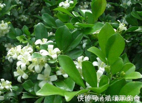 人见人爱的3种花,“大水大肥大太阳”伺候,花大色艳香味浓