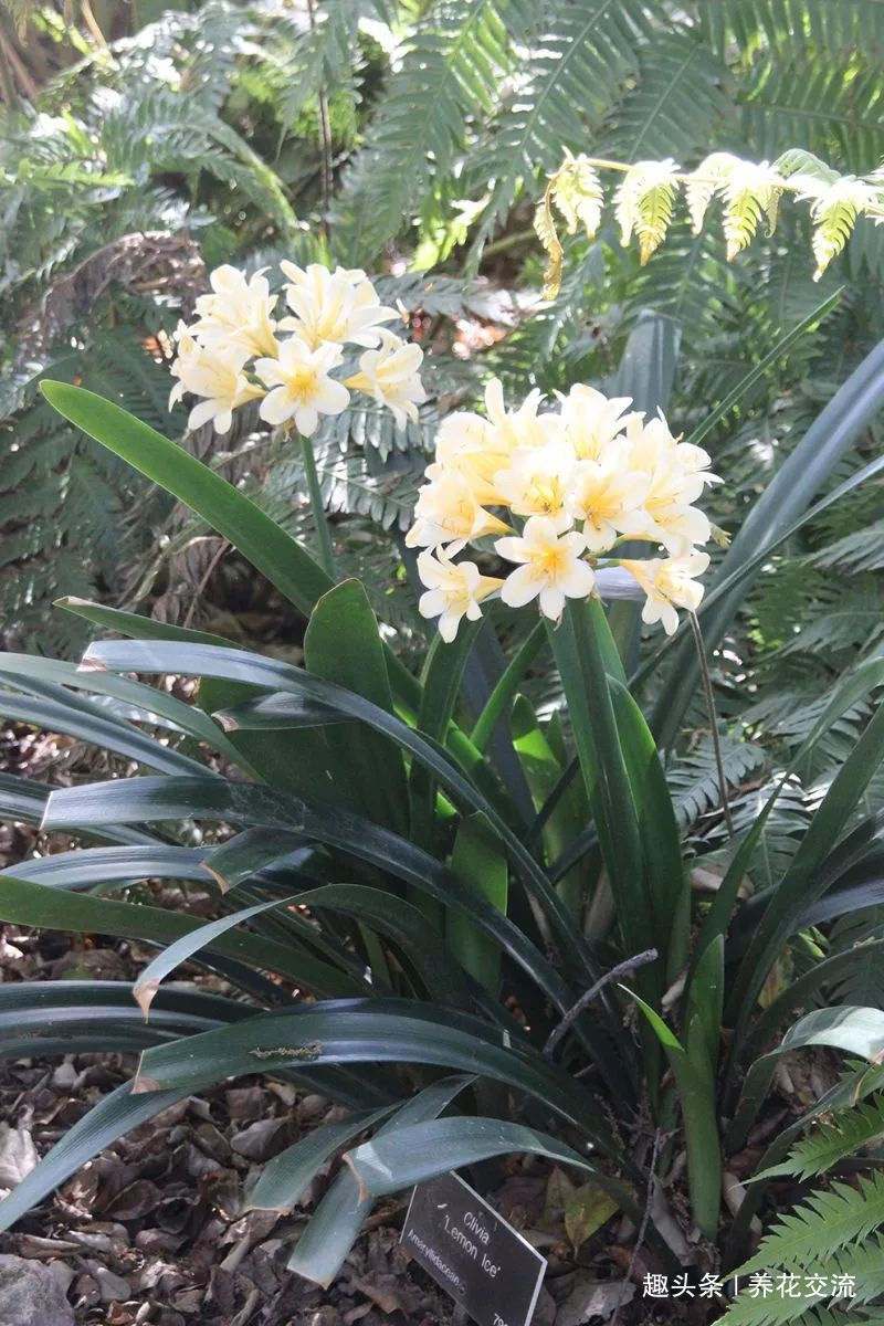 土壤|君子兰养成室内盆栽保持每年花开的技巧,让叶子更有亮泽