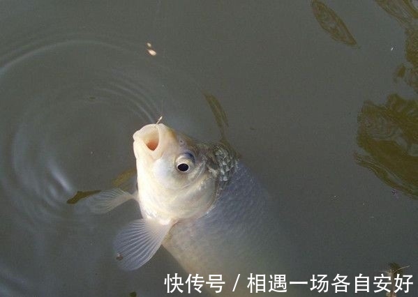 用袖钩钓鱼总跑鱼不了解袖钩的用途，鱼口再好也难入篓