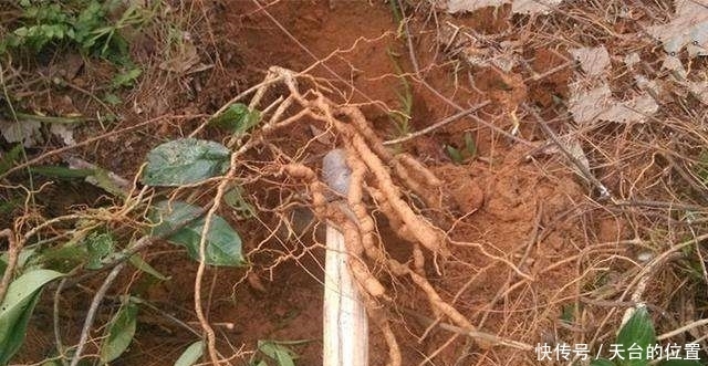 植物|农村山上的这种植物, 外形像人参, 药理作用强,可以强身健体